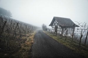 Nebelmorgen im Thurgau