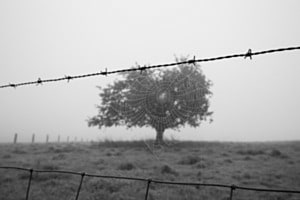 Spinnennetz im Nebel