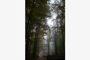 Waldnebel