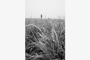 Hunderunde im Nebel