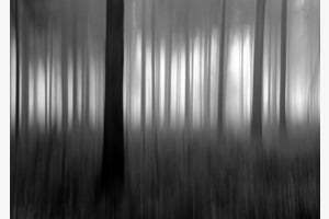 Winternebelwald