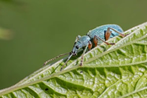 Nesselblattrüssler