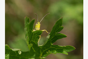 Neugierige Heuschrecke