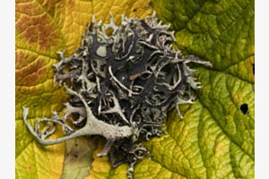 nid végétal
