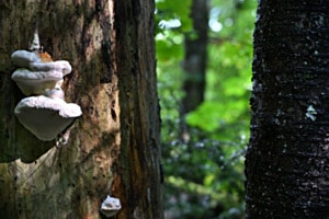 Naturskulptur