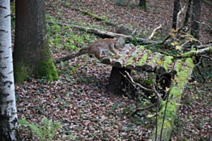 Lautlos durch den Wald Lautlos durch den Wald