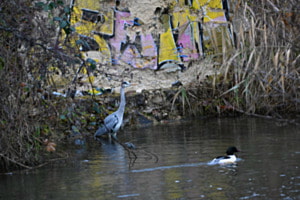 Graffitireiher