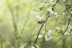 Wo der Frühling singt