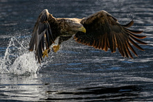 Seeadler