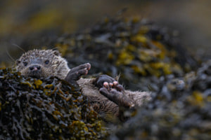 Otter