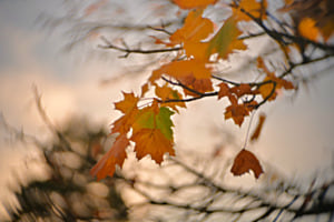 Autumn Leaves
