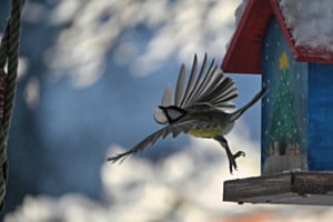 Abflug im heimischen Garten