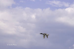 Wolken und Vogel