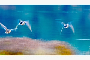 Enten