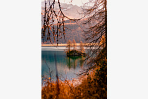 Tree Island