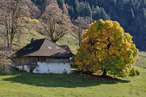 Herbst auf der Alp Drüschhubel