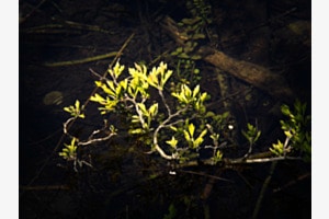 out of the dark