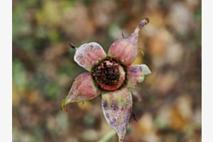 Verblüht - im Rosengarten
