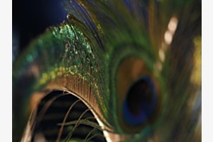 Pfauenfeder im Detail