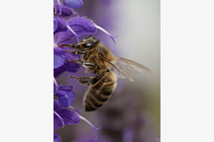 The bee 