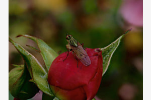 im Rosengarten