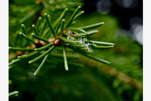 im Regen