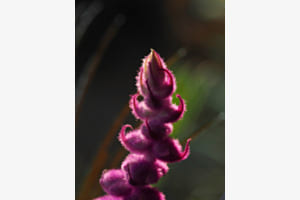 Close-up of a purple flower bud