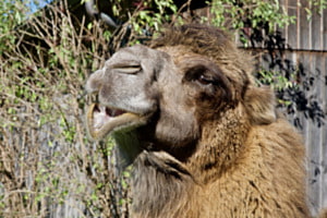 Lachendes Kamel