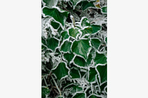 Frost