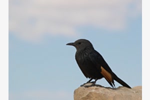 Free as a bird