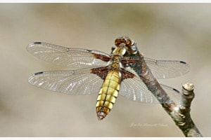 Libellule déprimée 