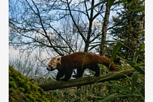 Roter Panda auf Streifzug 