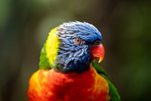 Regenbogenlori Portrait