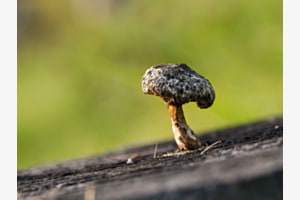 Kleiner Pilz 