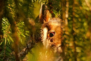 Goldenes Auge