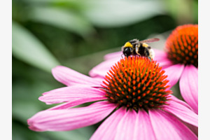Hummel 