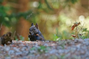 Wald-Schlemmereien Wald-Schlemmereien
