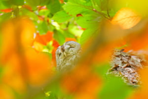 Goldenes Versteck