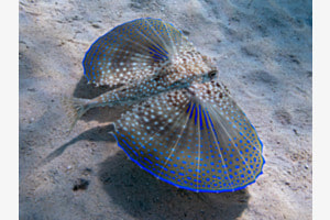 Flughahn