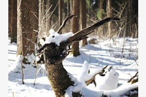 Ein Vogel, ein Fabelwesen? Jedenfalls ein letztes Aufbäumen im einsamen Wald