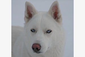 Der mit den Blauen Augen Der mit den Blauen Augen