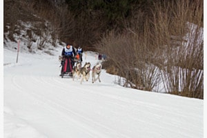 Schlittenhunde Schlittenhunde
