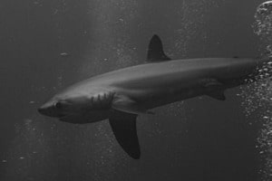 Bubble Shark