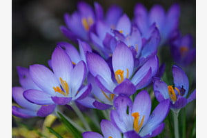 Sonne für die Krokusse