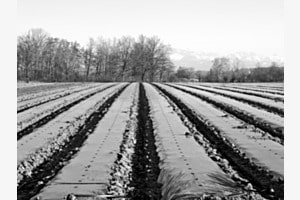LINIEN IM FELD