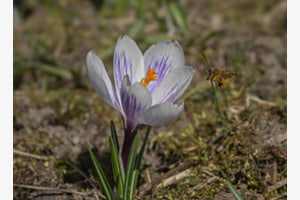 Frühling