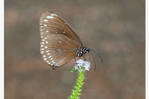 Schmetterling 