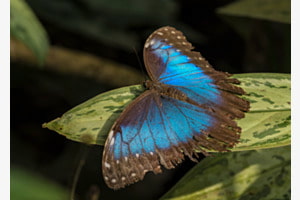 Schmetterling