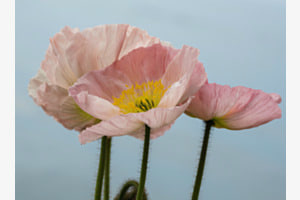 Mohn