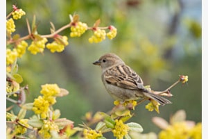 Frühlings Gefühle für den Spatz